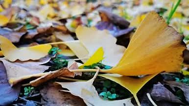 近景实拍秋天满地黄色银杏叶堆积视频的预览图